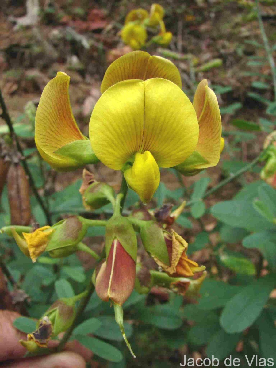 Crotalaria retusa L.